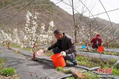 甘肃成县：樱桃花开“抱团”香 集体经济增收忙